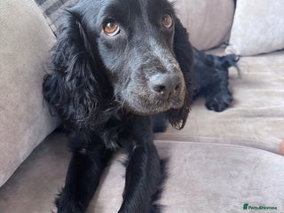 Cockapoo dogs Stunning F1 Cockapoos 🐾🐶 - Advert 17