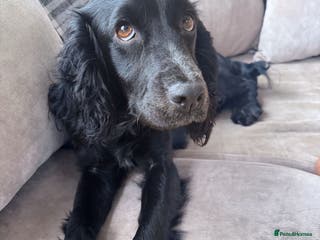 Cockapoo dogs Stunning F1 Cockapoos 🐾🐶 - Advert 17