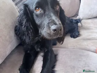 Cockapoo dogs Stunning F1 Cockapoos 🐾🐶 - Advert 7