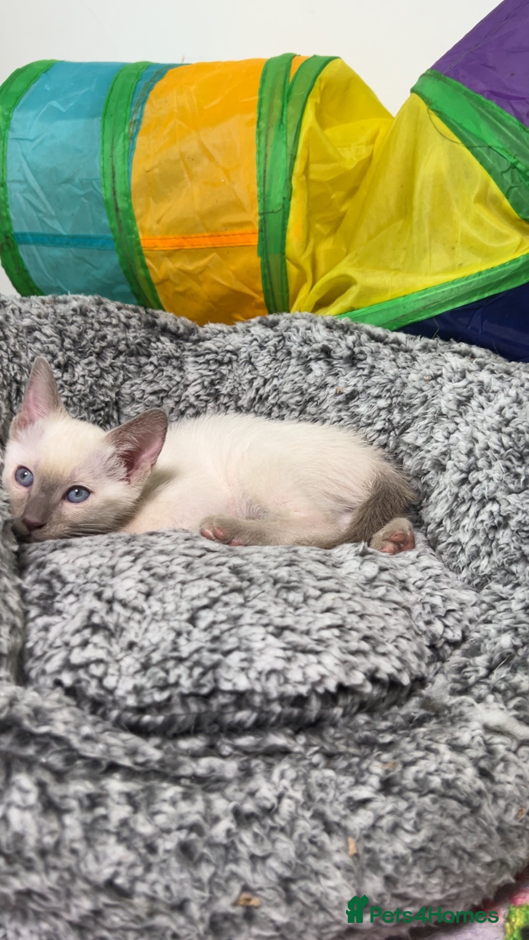 Siamese cats for sale: Beautiful Siamese Kittens - Advert 8