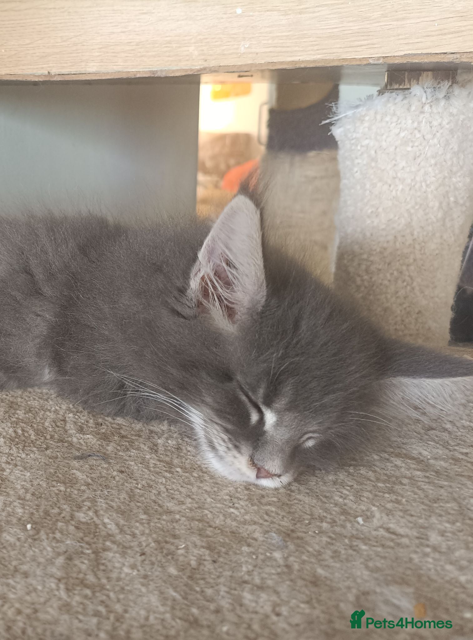 Maine Coon cats Stunning health tested, tica reg kittens 😍 - Advert 2