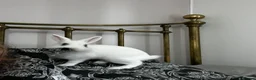 Blanc De Hotot rabbits for sale: Hotot rabbit for sale  in Bristol - Advert 2
