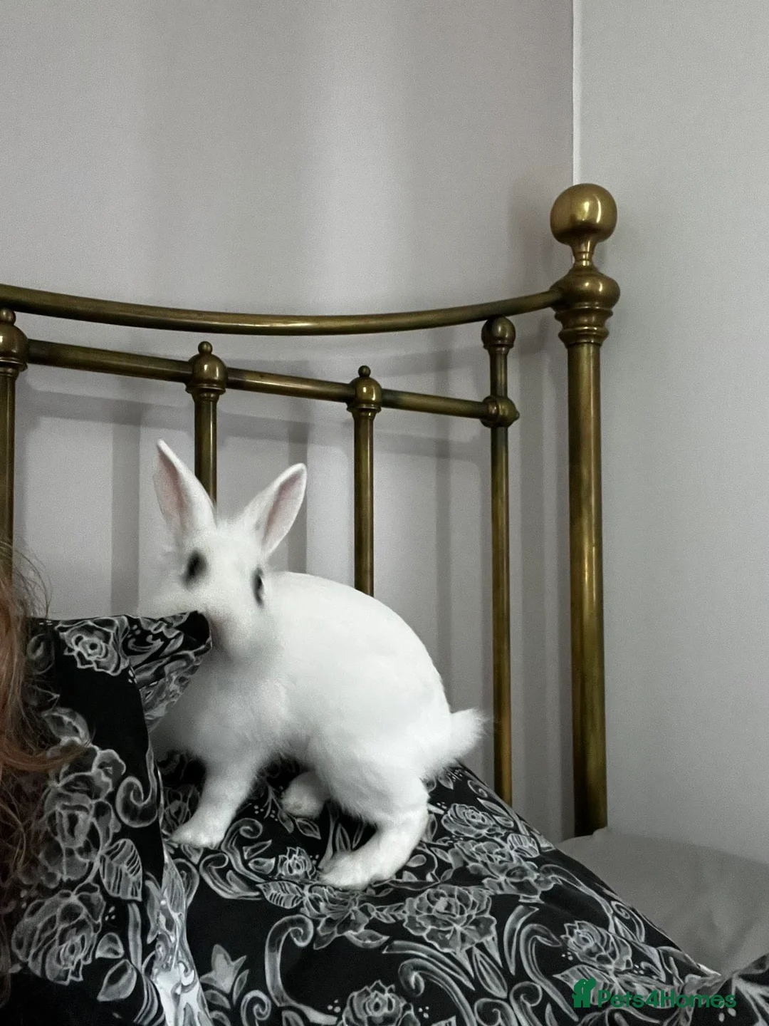 Blanc De Hotot rabbits for sale: Hotot rabbit for sale  in Bristol - Advert 2