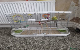 Budgerigars birds for sale: Charlie the Budgie looking for a loving home  - Image 3