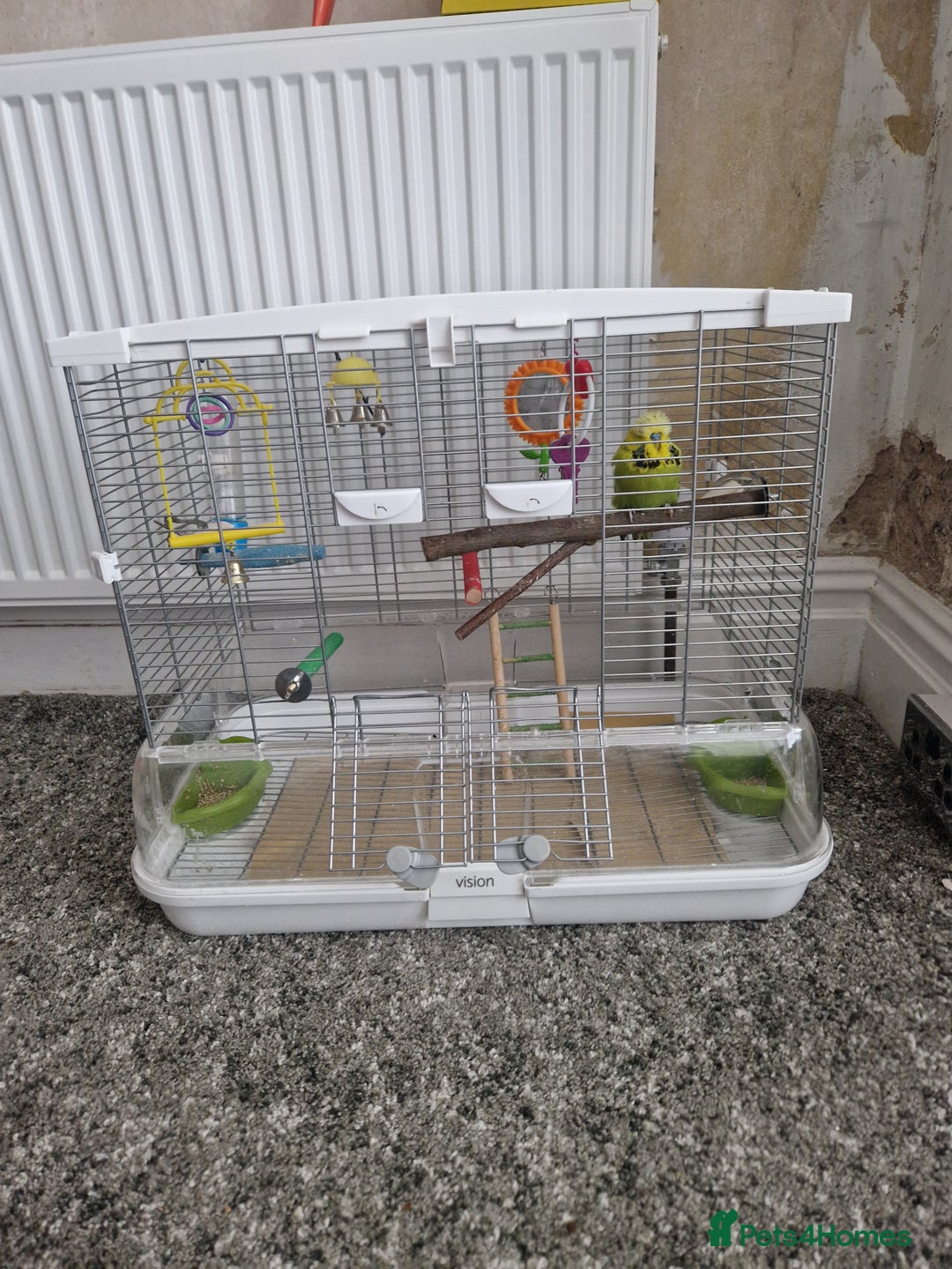Budgerigars birds for sale: Charlie the Budgie looking for a loving home  - Image 3