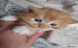 Persian cats for sale: Persian/ragdoll - Image 5