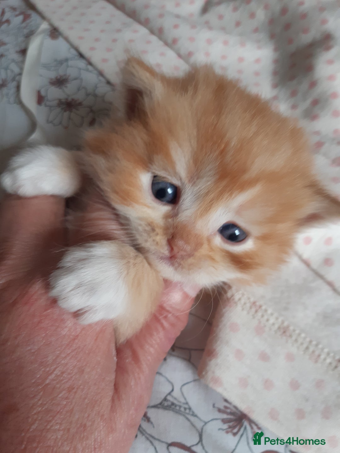 Persian cats for sale: Persian/ragdoll - Image 5