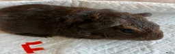 Guinea Pig rodents for sale: Lovely guinea pig babies  - Advert 9
