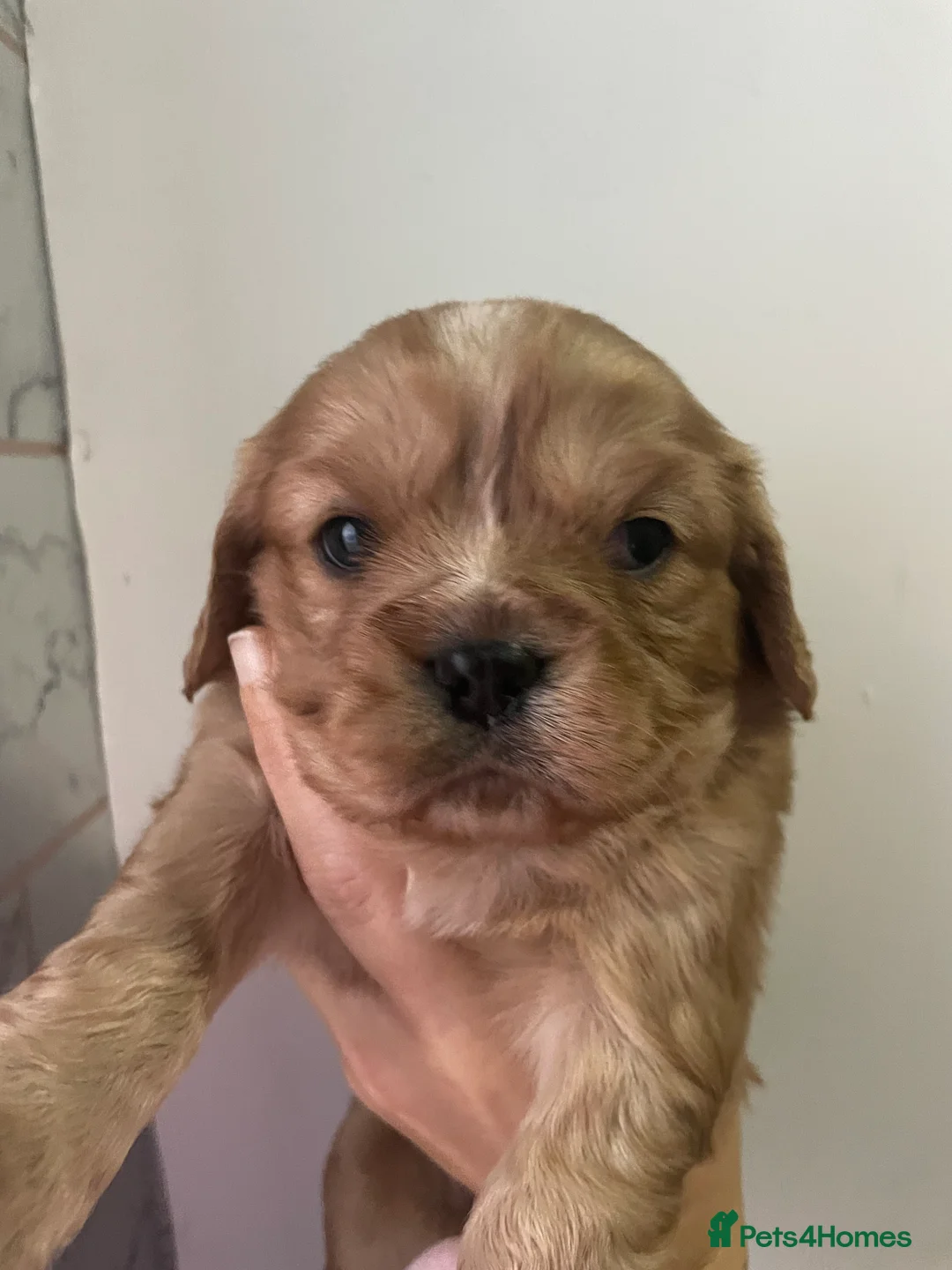 Cavalier King Charles Spaniel dogs for sale: Beautiful Cavalier puppies - Advert 16