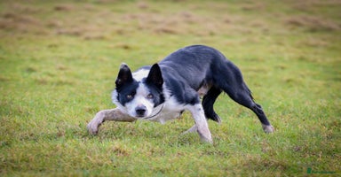 Border Collie dogs in Farnborough - Advert 4