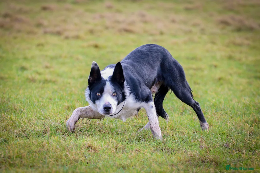Border Collie dogs for stud: PROVEN ISDS & KC Reg Working Border Collie in Farnborough - Advert 2