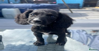 Cocker Spaniel dogs - Advert 4