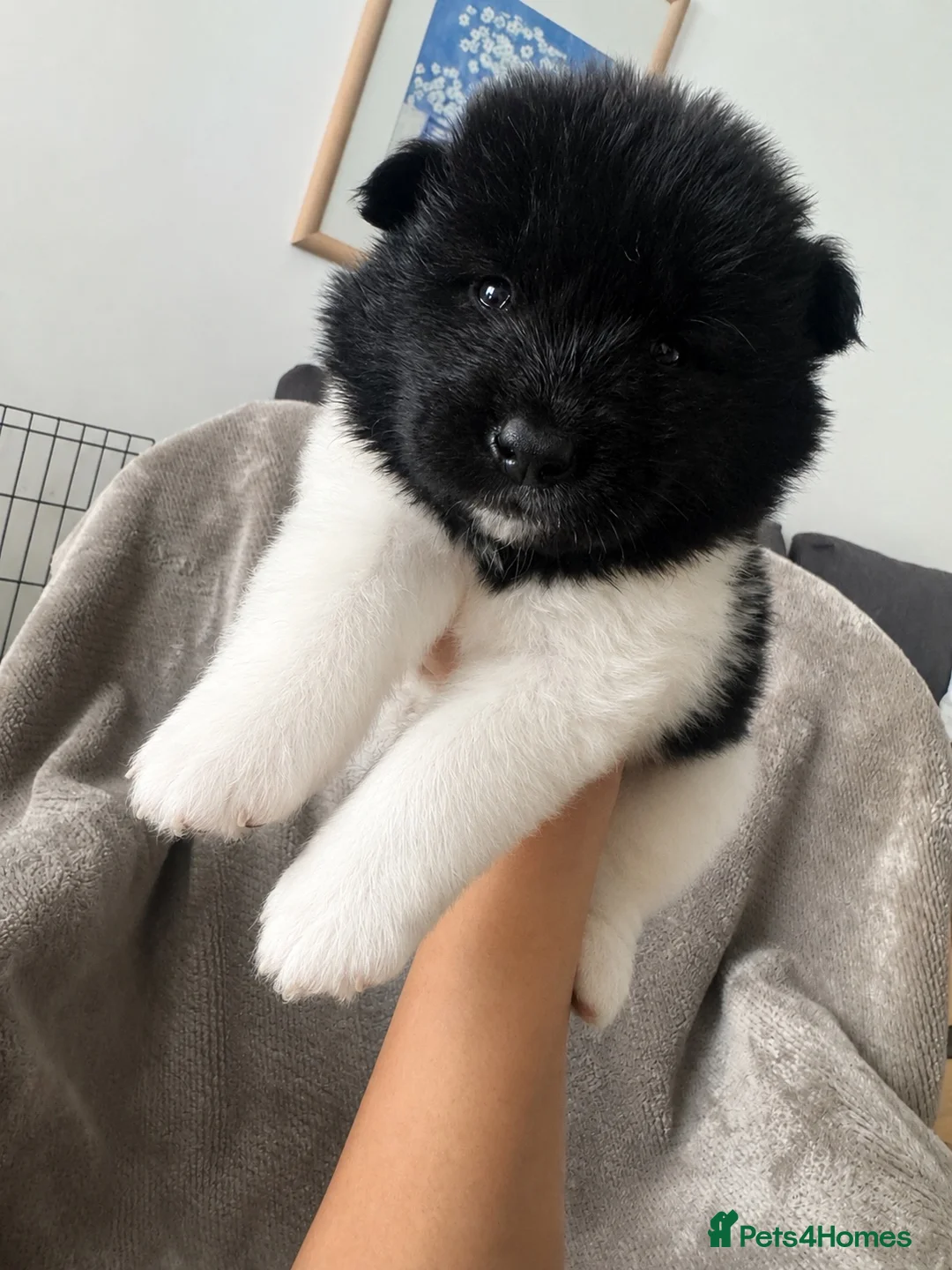 Akita dogs for sale: Beautiful Chunky American Akita Puppies - Advert 1