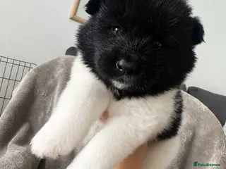 Akita dogs Beautiful Chunky American Akita Puppies - Advert 1
