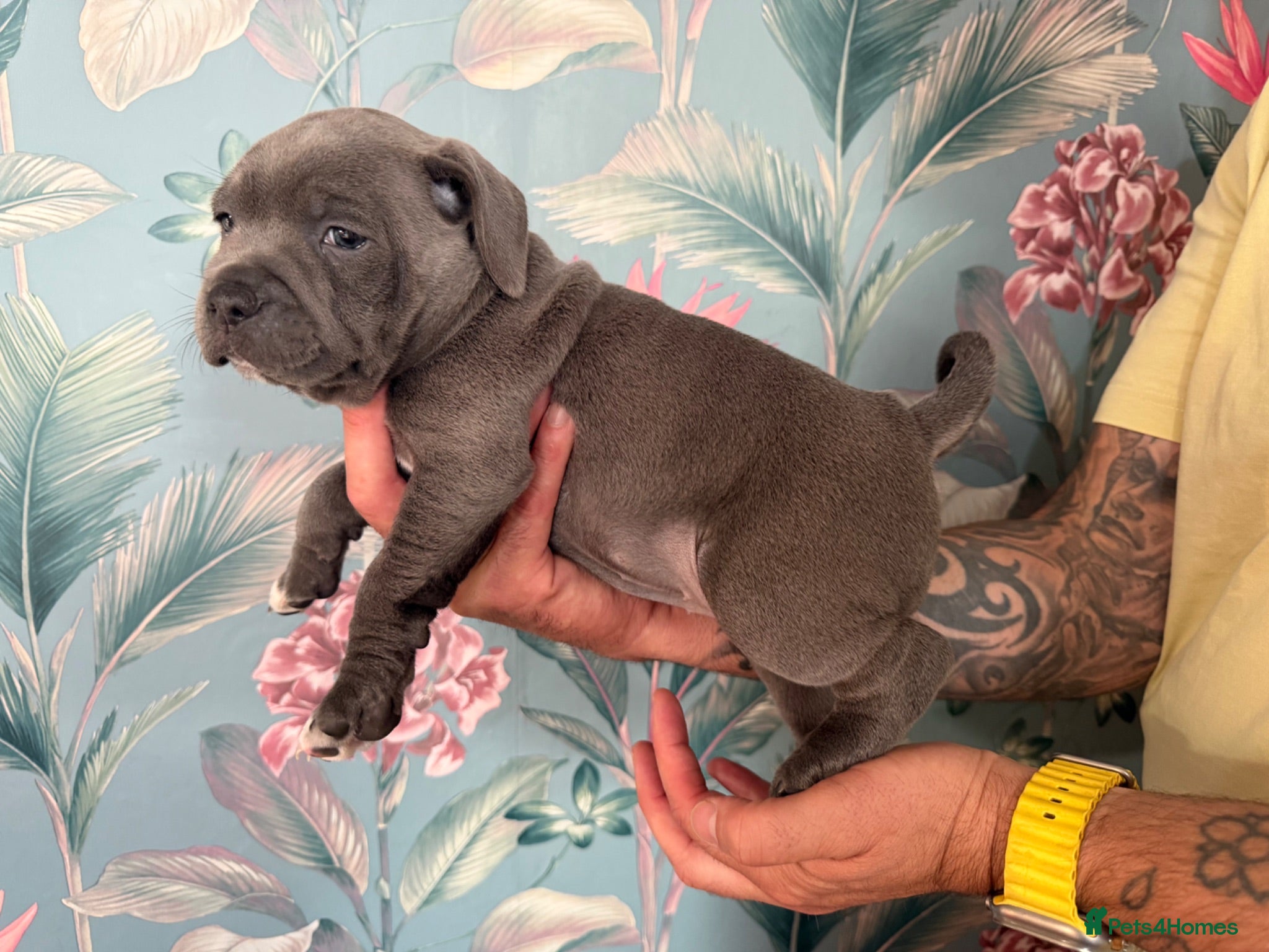 Staffordshire Bull Terrier dogs KC Registered Blue Staffordshire Bull terrier Pups - Advert 6