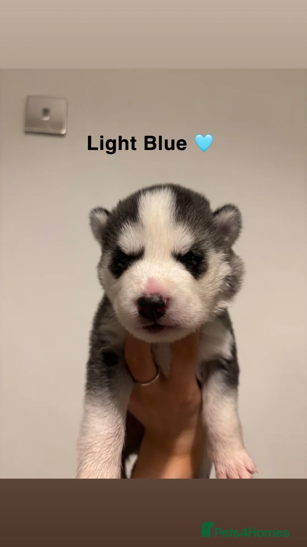 Siberian Husky dogs for sale: Ten Stunning Siberian Huskies 🐾 - Advert 13