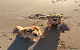 Golden Retriever dogs for sale: Golden retriever puppies - Image 4