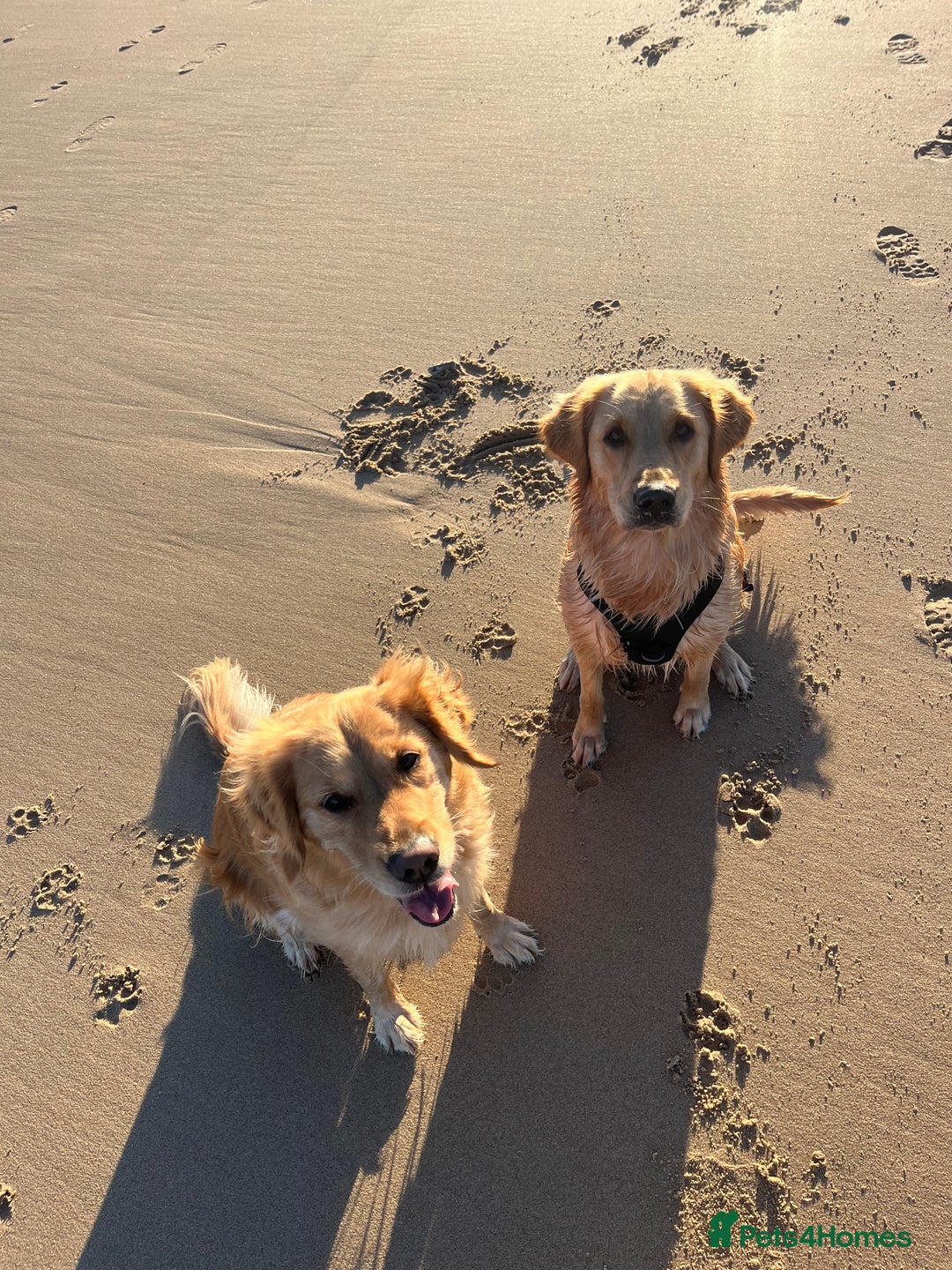 Golden Retriever dogs for sale: Golden retriever puppies - Image 4