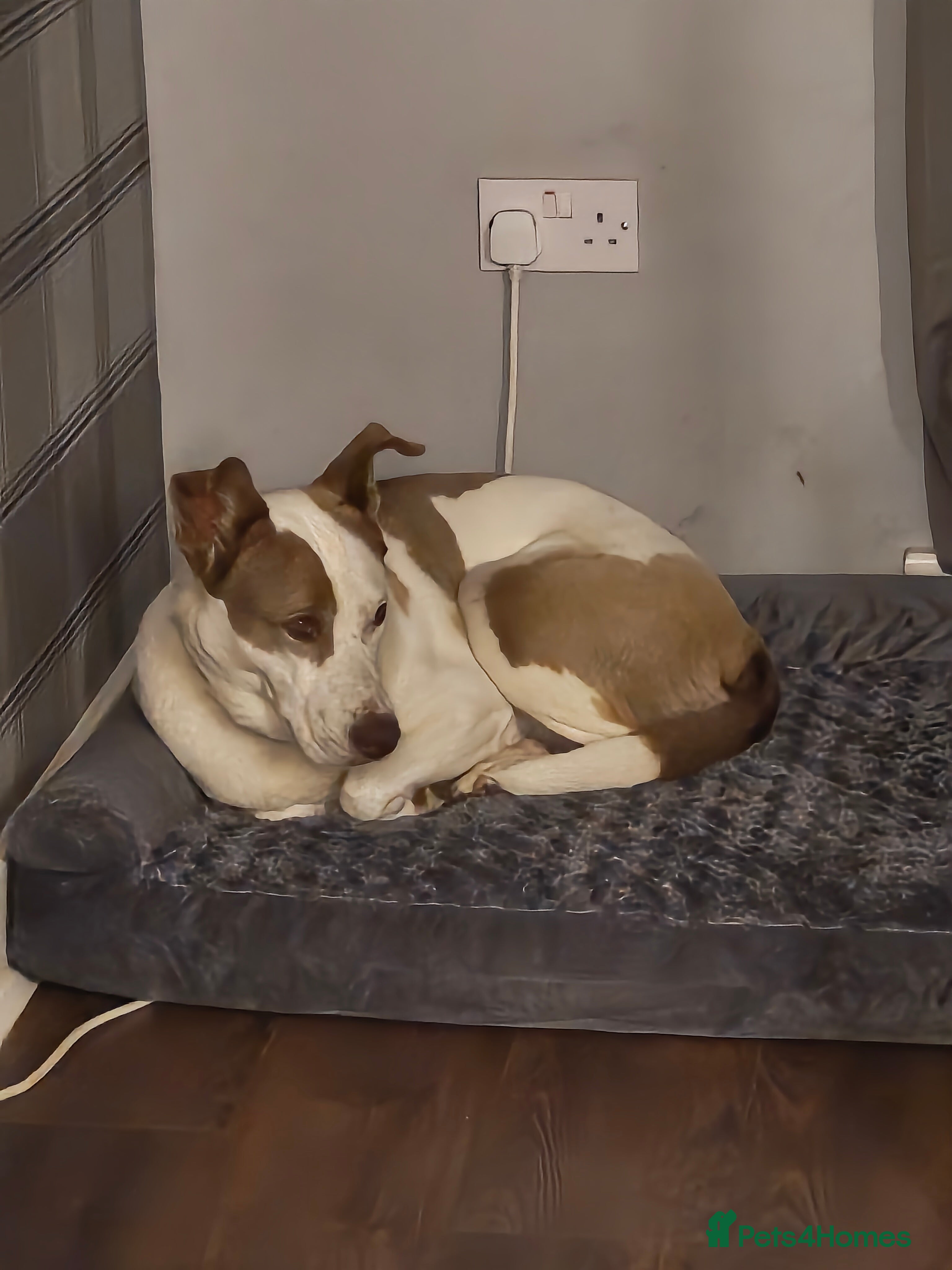 Mixed Breed dogs Having to urgently re-home  - Advert 1