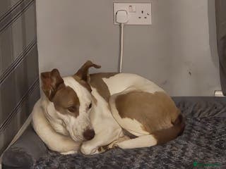 Mixed Breed dogs Having to urgently re-home - Advert 2