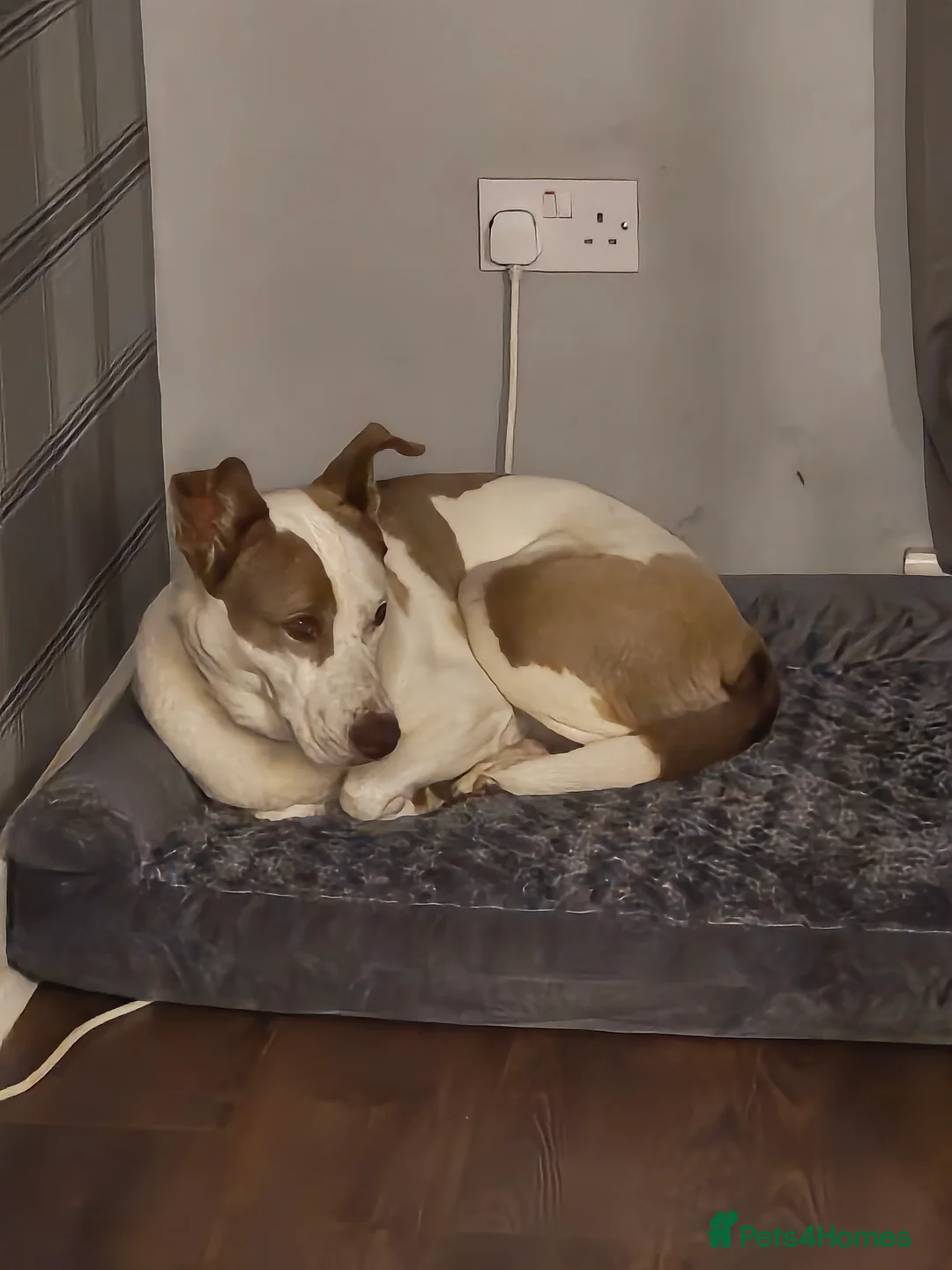 Mixed Breed dogs for sale: Having to urgently re-home  - Advert 1