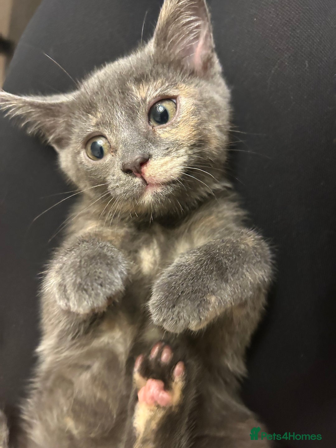 Domestic Shorthair cats for sale: 4 beautiful domestic shorthair kittens  - Image 20