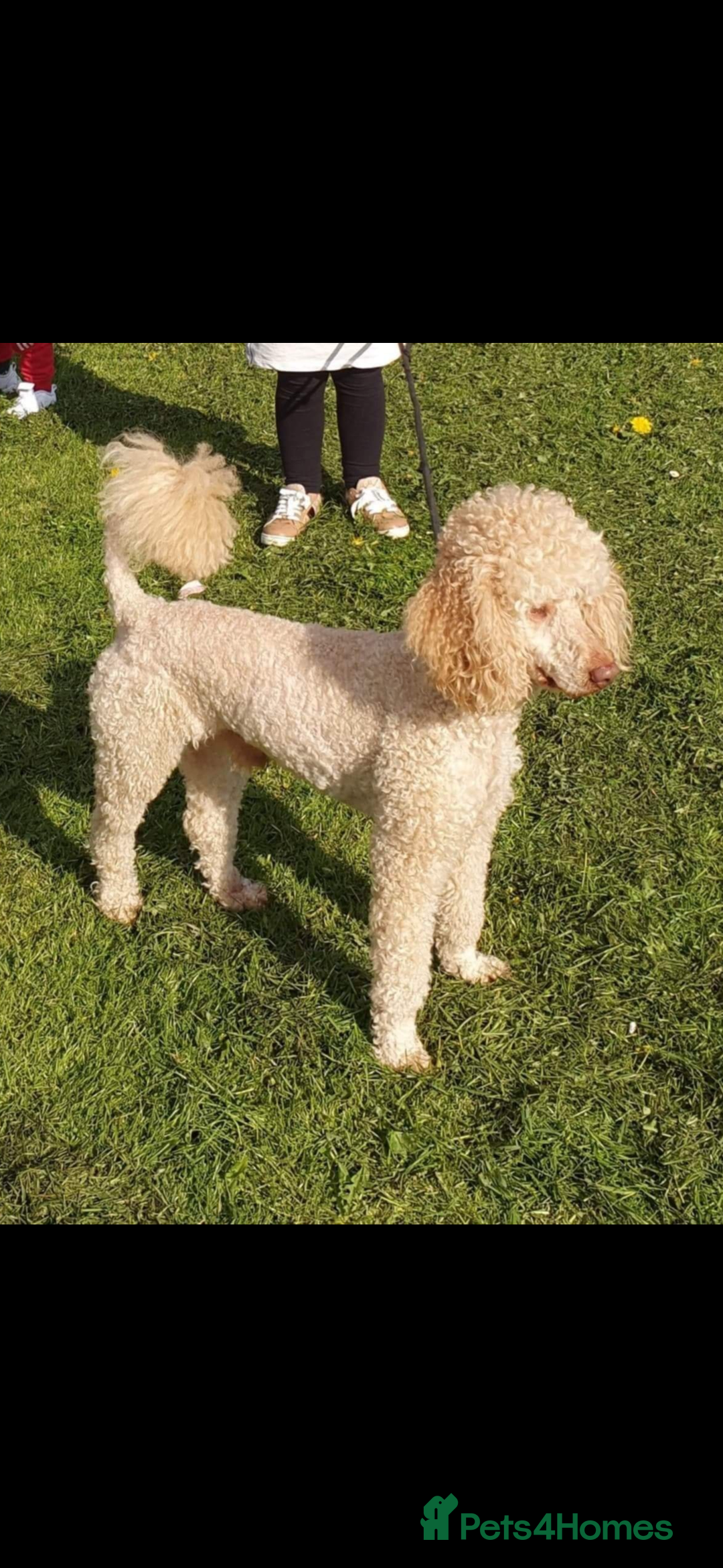 Cockapoo dogs for sale: Cockapoo puppies  - Advert 9