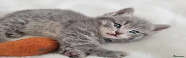 British Shorthair 4