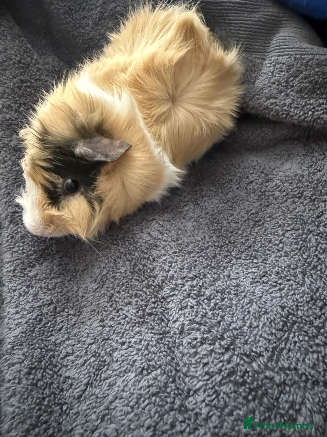 Guinea Pig rodents for sale: Two male guinea pigs in Worcester - Advert 1