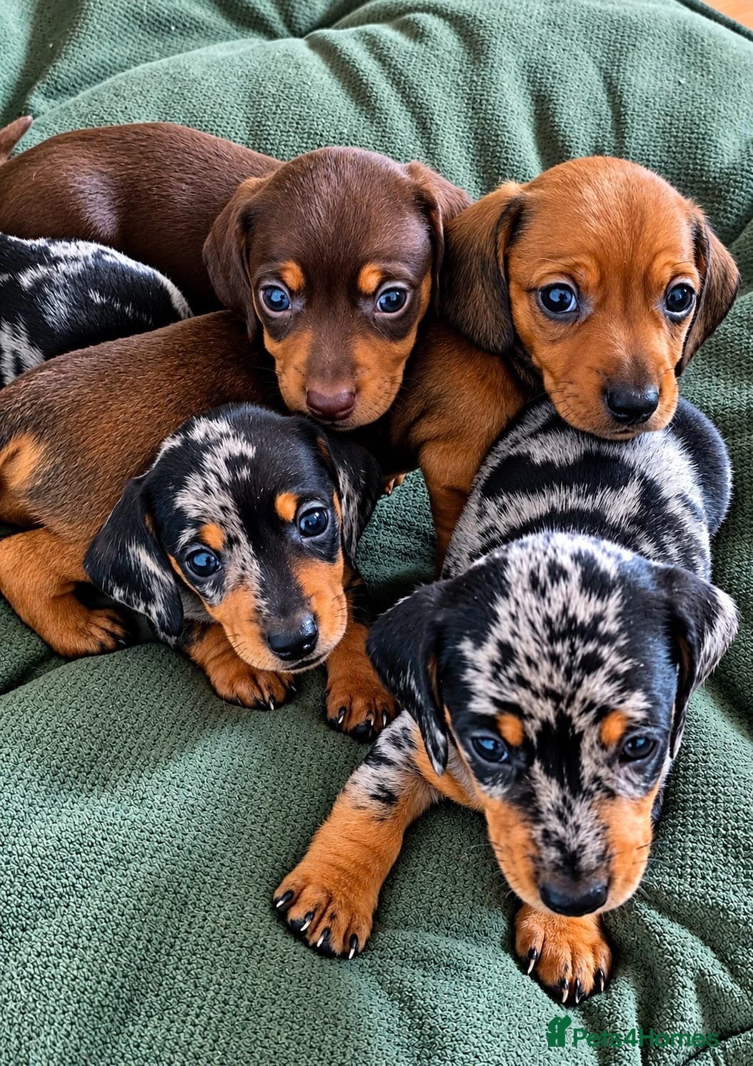 Miniature Dachshund dogs 🤍Exceptional PRA clear KC miniature Daschunds  - Advert 1