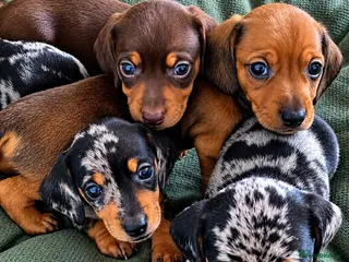 Miniature Dachshund dogs 🤍Exceptional PRA clear KC miniature Daschunds - Advert 1
