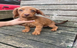 Miniature Dachshund dogs for sale: Long hair miniature female  - Image 4