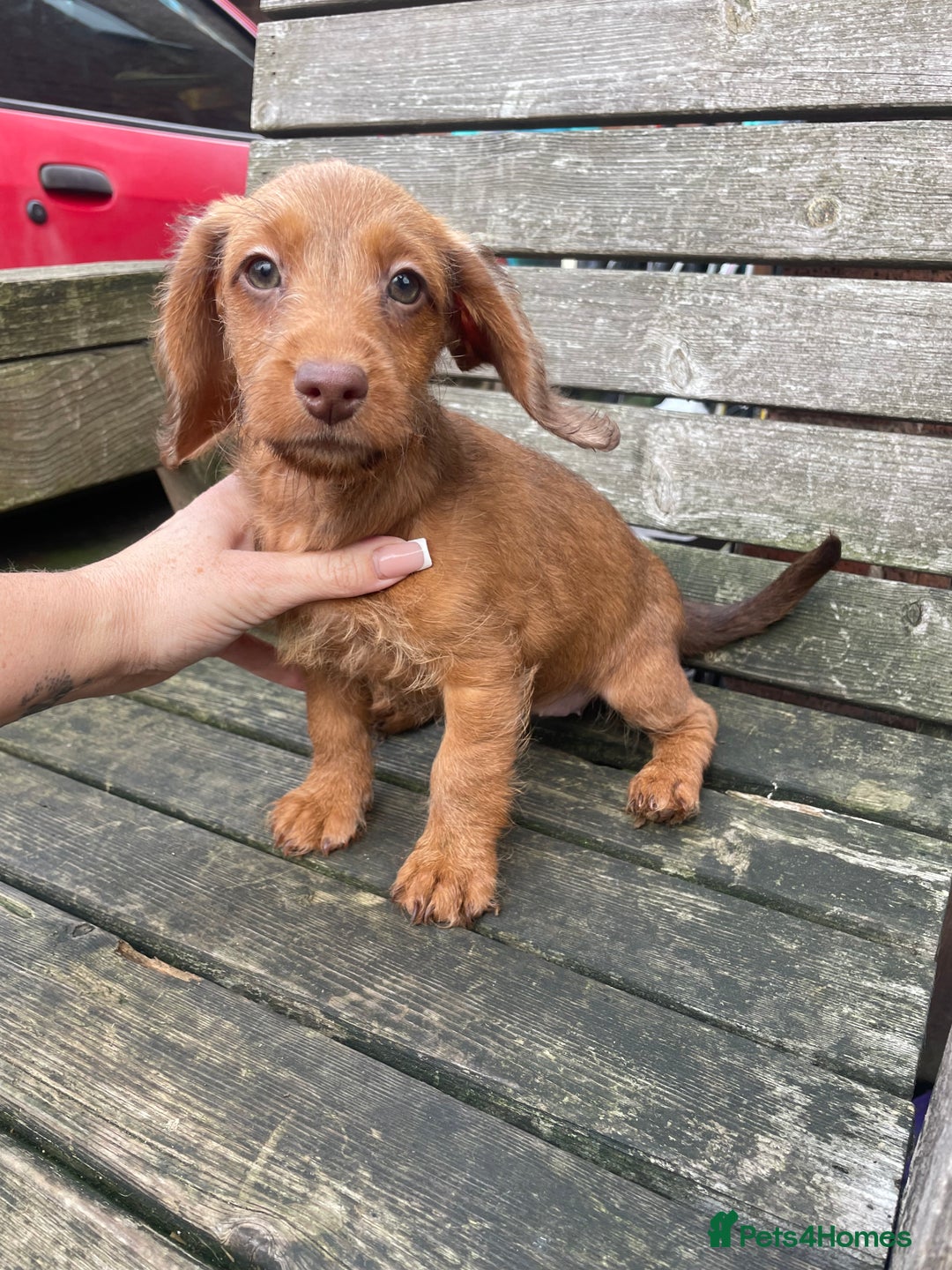 Miniature Dachshund dogs for sale: Long hair miniature female  - Image 4