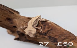 Gecko reptiles for sale: Beautiful baby crested geckos! - Image 26