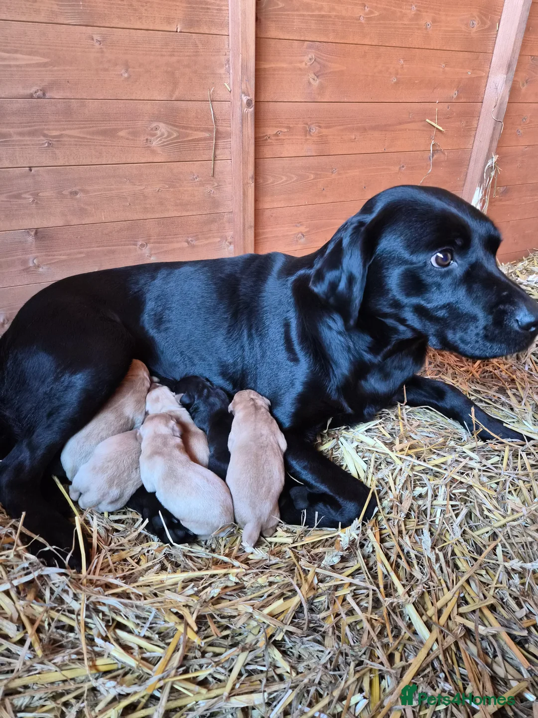 Labrador Retriever dogs for sale: Beautiful Labrador Retriever Puppies for Sale - Advert 2