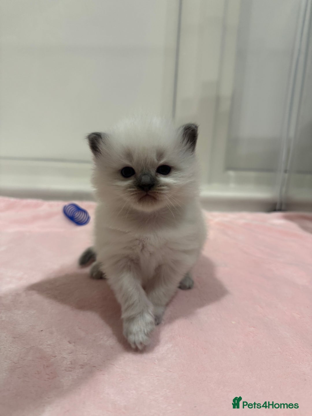 Ragdoll cats for sale: Exceptional Pure Blue Point Ragdoll kitten  - Advert 8