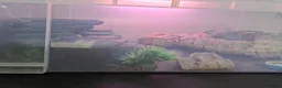 Gecko reptiles for sale: Viper geckos x4 - Advert 2
