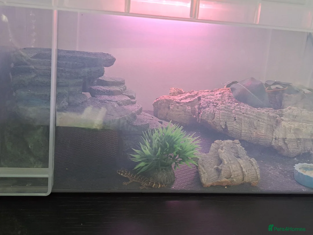 Gecko reptiles for sale: Viper geckos x4 - Advert 2