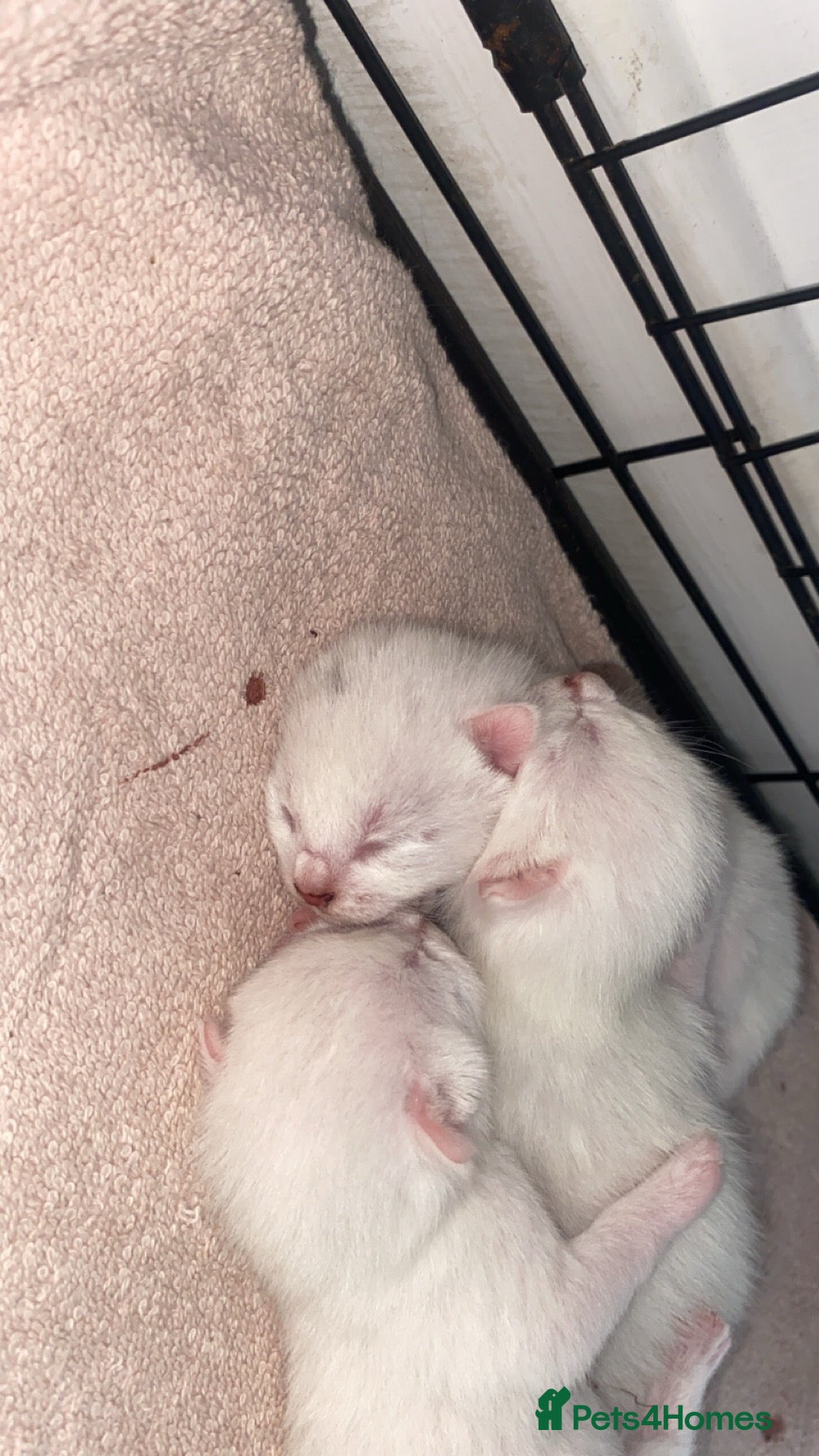 Mixed Breed cats White kitten  - Advert 1