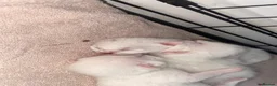 Mixed Breed cats for sale: White kitten  in Preston - Advert 1