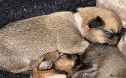 Mixed Breed dogs for sale: Pomeranian x Dachshund puppies available! - Image 8