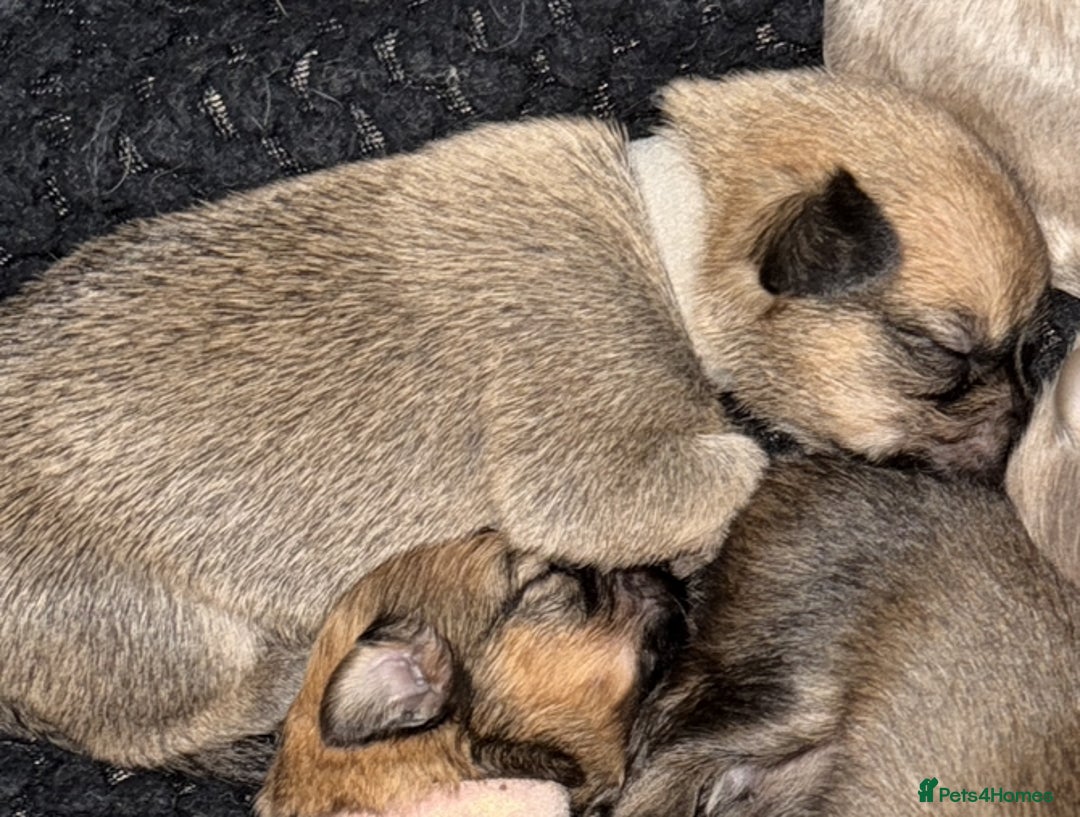 Mixed Breed dogs for sale: Pomeranian x Dachshund puppies available! - Image 8