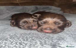 Cocker Spaniel dogs for sale: 2 Gorgeous Chocolate Cocker Dog Pups For Sale! - Image 12