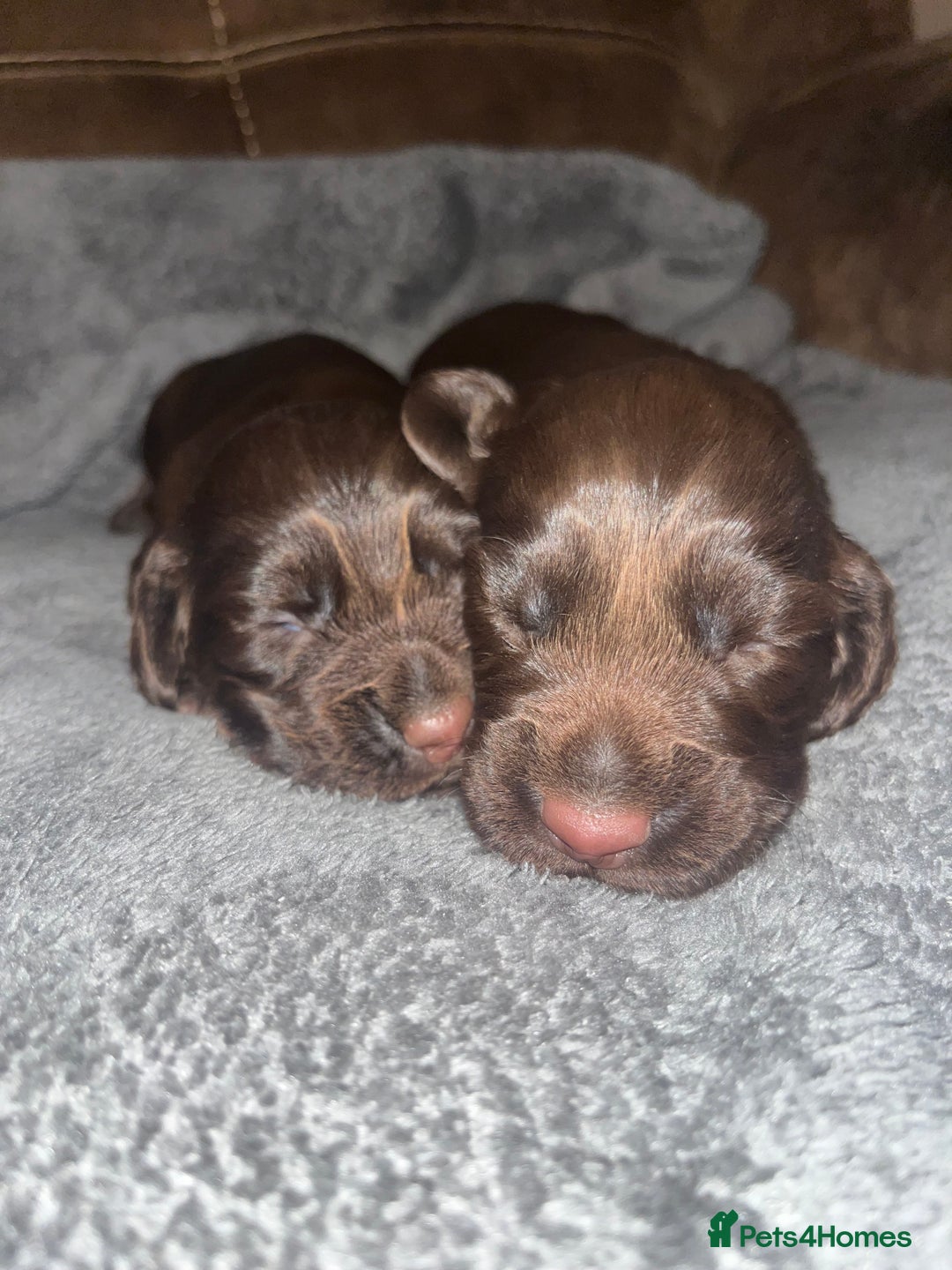 Cocker Spaniel dogs for sale: 2 Gorgeous Chocolate Cocker Dog Pups For Sale! - Image 12