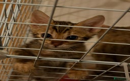 Bengal cats for sale: 1 Pedigree Brown Bengal x Snow Lynx Bengal - Image 1
