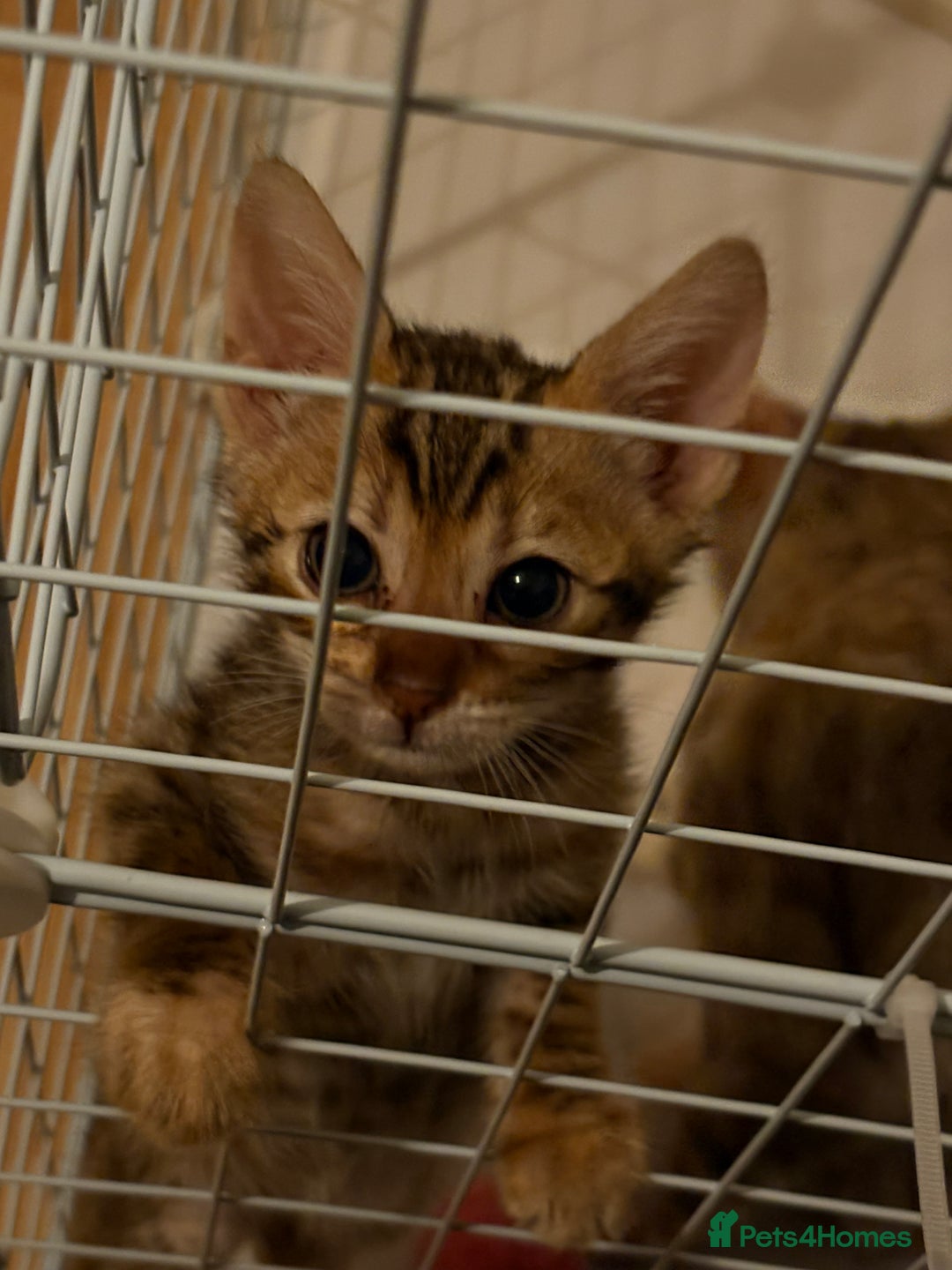 Bengal cats for sale: 1 Pedigree Brown Bengal x Snow Lynx Bengal - Image 1