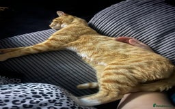 Mixed Breed cats for sale: Male ginger cat  - Image 17