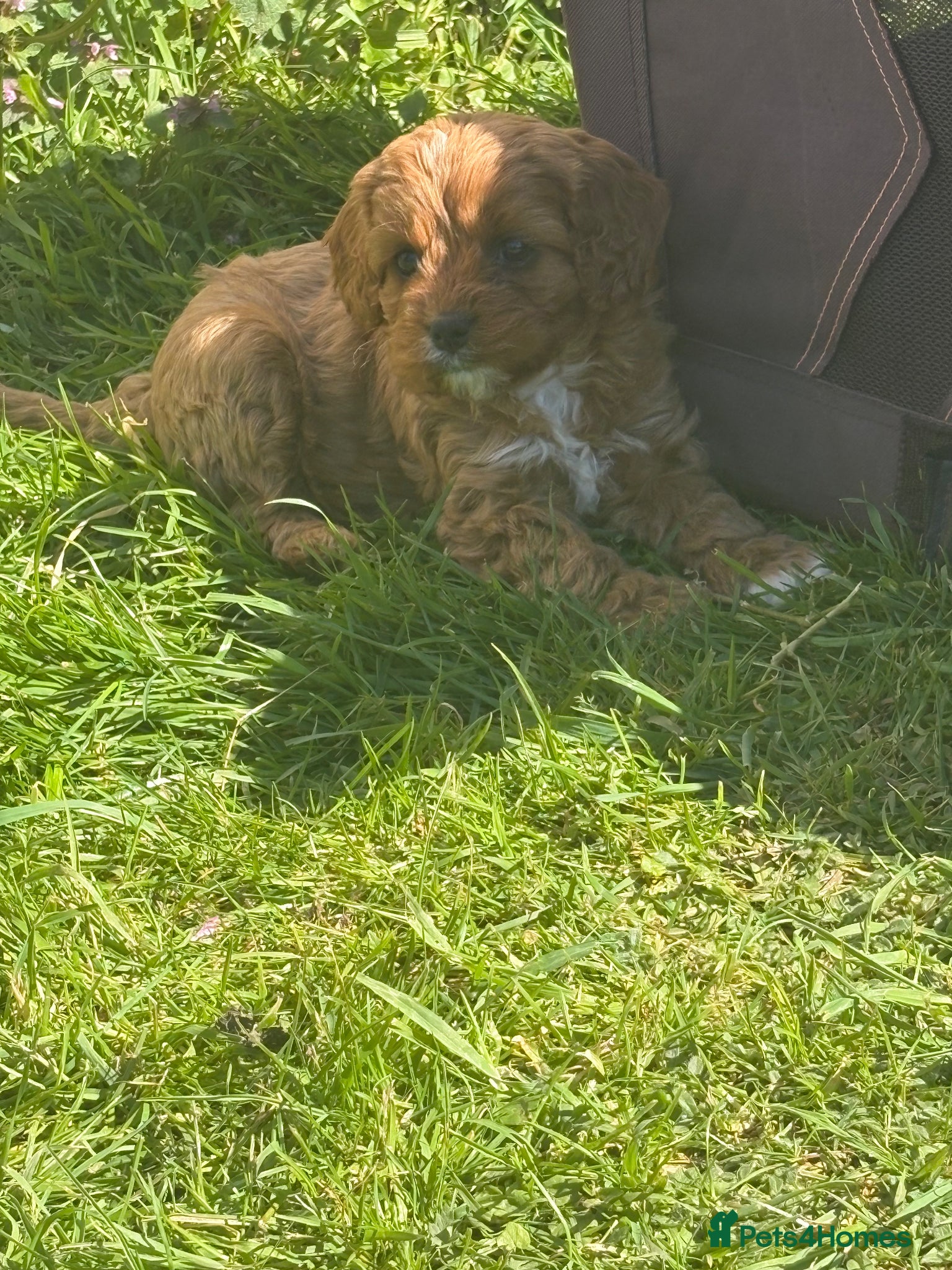 Cavapoo dogs Cavapoo  - Advert 12