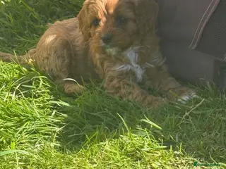 Cavapoo dogs Cavapoo - Advert 12