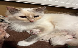 Ragdoll cats for sale: BEAUTIFUL GCCF REGISTERED RAGDOLL KITTENS 💖 - Image 10